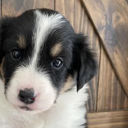 Lilly - Black white and tan Old Time Scotch Collie puppy in Mars Hill, North Carolina from Brambly Mountain Farm