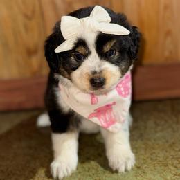 Breezy - Black tri-color female Australian Shepherd puppy in Newton, Mississippi from Bright Star Aussies