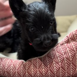 Black Boy A (Red Collar) - Black male Scottish Terrier puppy in Wellston, Ohio from White Apple Kennel