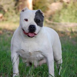Coco - American Bully