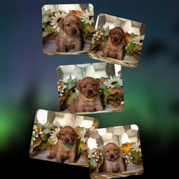 3rd pick male puppy - Yellow male Labrador Retriever puppy in Twin Falls, Idaho from Whispering White Pines Labradors