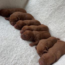 Boy - Golden rust male Vizsla puppy in Dugspur, Virginia from Pilgrims Trails Shorthairs