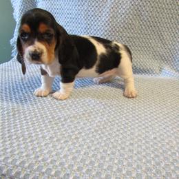 Dottie - Black white and brown female Basset Hound puppy in Francesville, Indiana from Sandyhill Basset Hounds