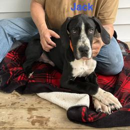 Jack - Black male Great Dane puppy in Gonzales, Louisiana from Anstatt House Of Danes