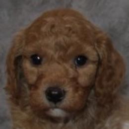 Male 5 - male Cavapoochon puppy in Fredericksburg, Ohio from Timshell Farm Specialty Crossbreed Puppies
