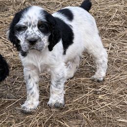 Remi - Black white and tan male English Springer Spaniel puppy in Coxs Creek, Kentucky from Bluegrass Bend English Springer Spaniels