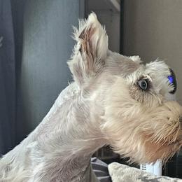 Great Danes and Miniature Schnauzers from Clouser's Bodacious Danes
