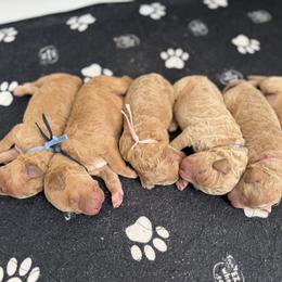Goldendoodle puppies from Daisy Mae Doodles