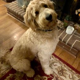 Goldendoodle and Golden Retriever All Grown Up from Golden Paw Farm