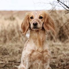 Sophie - English Cocker Spaniel
