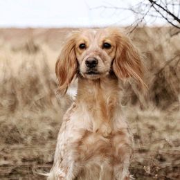 Sophie - English Cocker Spaniel