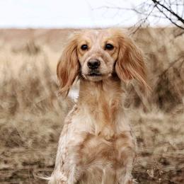 Sophie - English Cocker Spaniel