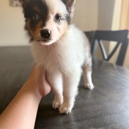 Primrose - White female Australian Shepherd puppy in Tucson, Arizona from Soqui Ortiz Cattle Ranch