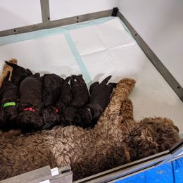 Australian Labradoodle Puppies from Llewellyn's Grove Labradoodles