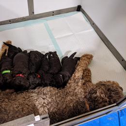 Australian Labradoodle Puppies from Llewellyn's Grove Labradoodles