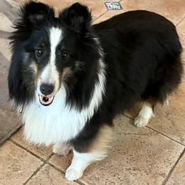 Olive - Black white and tan female Shetland Sheepdog puppy in Littleton, Colorado from Xanadu Shelties