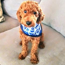 Ruby/Ben - Cavapoo