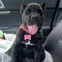 Cane Corso Puppies from Royal Class Kennels
