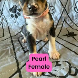 Rat Terrier Puppies from The Puppy Patch Rat Terriers