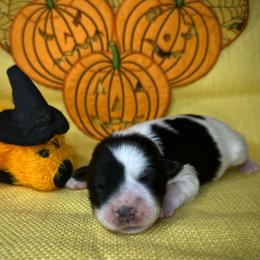 Sam - Parti male Miniature Schnauzer puppy in Placerville, California from Rpuppies