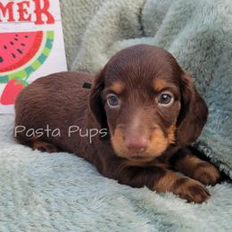 AKC Peanut - Chocolate and tan male Dachshund puppy in Texarkana, Arkansas from Pasta Pups Miniature Dachshunds