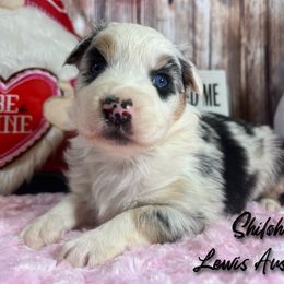 Australian Shepherd and Pembroke Welsh Corgi Puppies from Lewis Aussie’s & Corgi’s