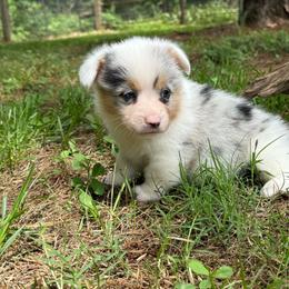 Mismark Merle - Blue merle and white female American Corgi puppy in Nashville, Arkansas from Whisenhunt Farms