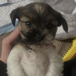 Cookie - Black and white male Shihpoo puppy in Denver, Colorado from Angel babies