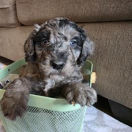 Spider Man - Merle male Bernedoodle puppy in Blackfoot, Idaho from Draper Mountain Doodles