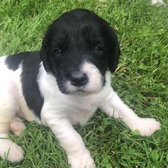Large Münsterländers from Breezy Point Kennel