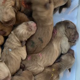 Golden Retrievers from GWPups