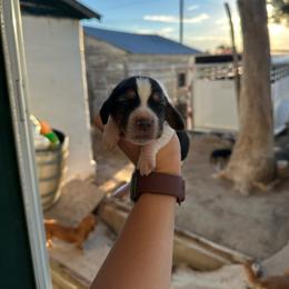 Boy 6 - Black and white male Basset Hound puppy in Las Animas, Colorado from J&D Dachsies