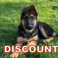 Kiara (DISCOUNTED!) - Black and red German Shepherd puppy in Orem, Utah from Timpanogos Shepherds