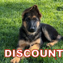 Kiara (DISCOUNTED!) - Black and red German Shepherd puppy in Orem, Utah from Timpanogos Shepherds