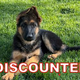 Kiara (DISCOUNTED!) - Black and red German Shepherd puppy in Orem, Utah from Timpanogos Shepherds