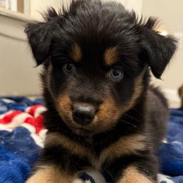 Jasmine - Black tri-color female Australian Shepherd puppy in East Hartford, Connecticut from CT Aussies