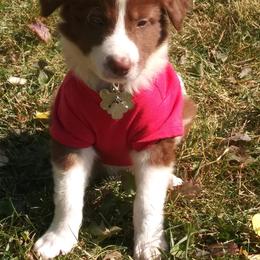 Border Collie and Miniature Australian Shepherd Puppies from RossVegas Kennels