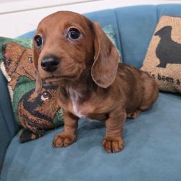 Red dapple - Dapple female Dachshund puppy in West Plains, Missouri from Spring Creek Dachshunds