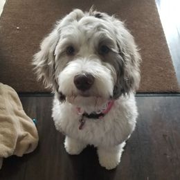 Aussiedoodles, Bernedoodles, and Goldendoodles from Super Doodle Cute PNW
