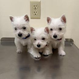 Bo - White male West Highland White Terrier puppy in East Glenville, New York from NYWesties
