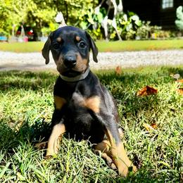 Grey - Black and rust female Doberman Pinscher puppy in Medina, Tennessee from Valorosa Doberman Kennel