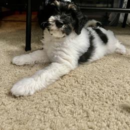 Dachshund, Goldendoodle, and Sheepadoodle Puppies from Doodles & Doxies