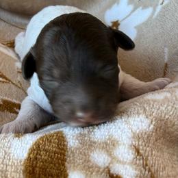 Brown phantom - Brown female Poodle puppy in Huntsville, Alabama from Flint River Poodles