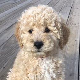 Poodles from Canterbury Standard Tails