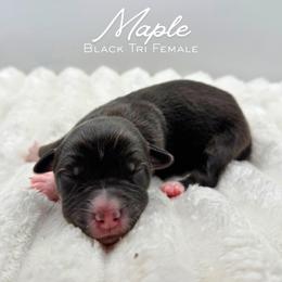 Maple - Black tri-color female Australian Shepherd puppy in Fort Pierce, Florida from JS Aussies