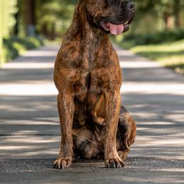 Bugatti - Cane Corso