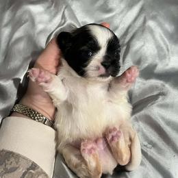 Pekingese All Grown Up from Sweet Pekes