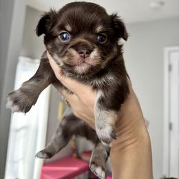 AKC Brownie - Chocolate male Chihuahua puppy in Smithville, Ohio from Efaw’s Chihuahuas