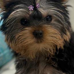 Calli - Yorkshire Terrier
