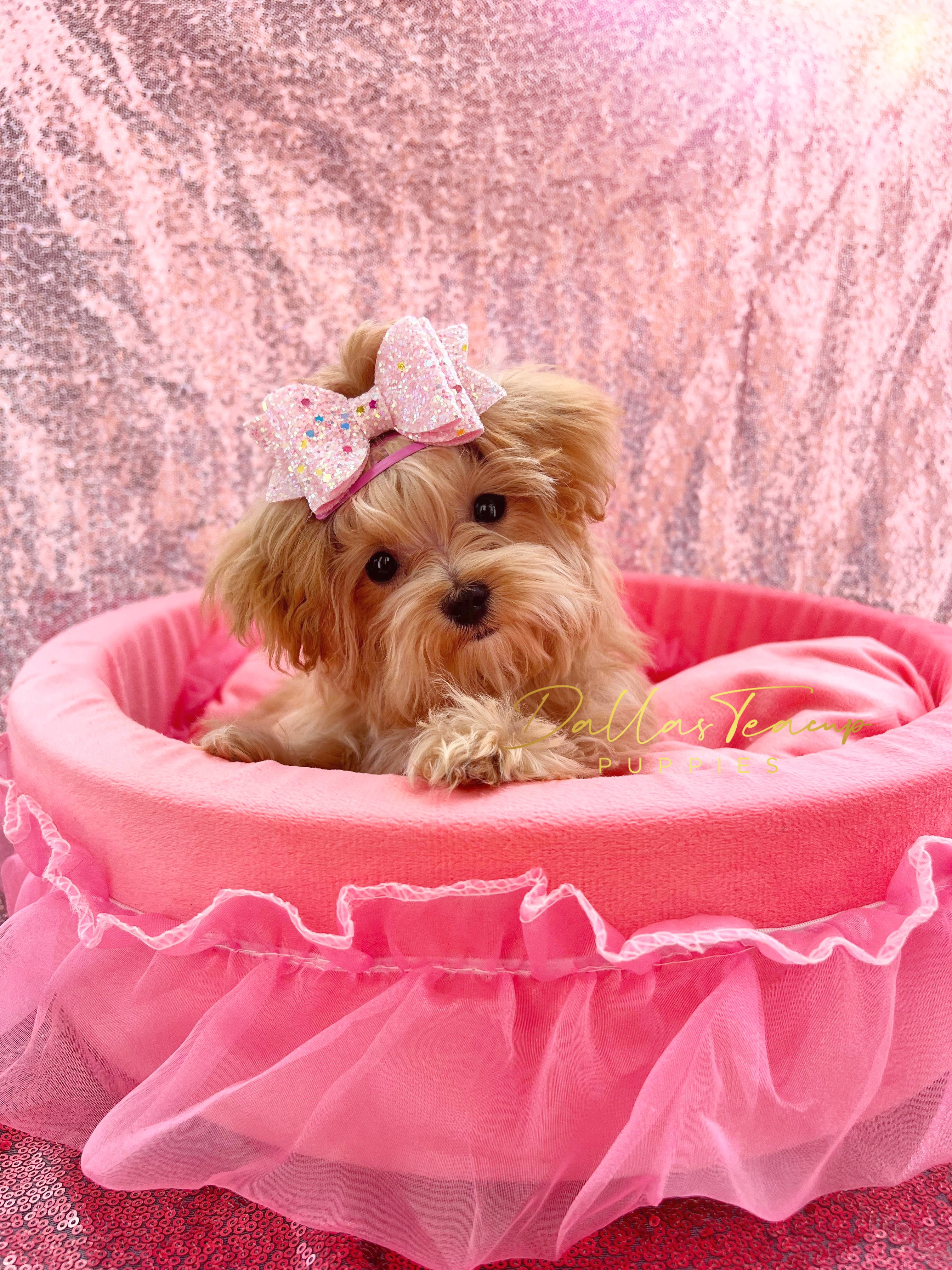 Maltese, Maltipoos, Poodles, and Yorkshire Terriers from Dallas Teacup Puppies